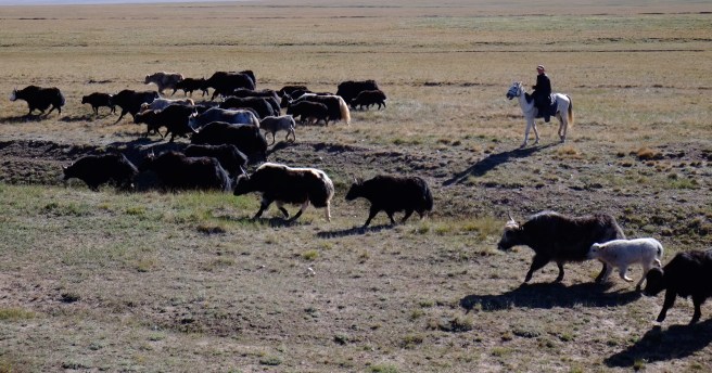 The first Yaks we see