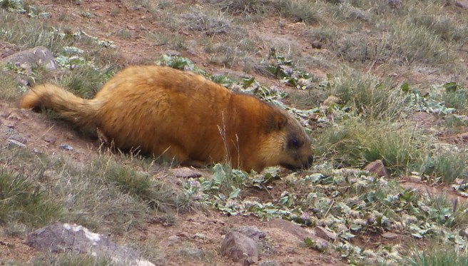 A fluffy marmot