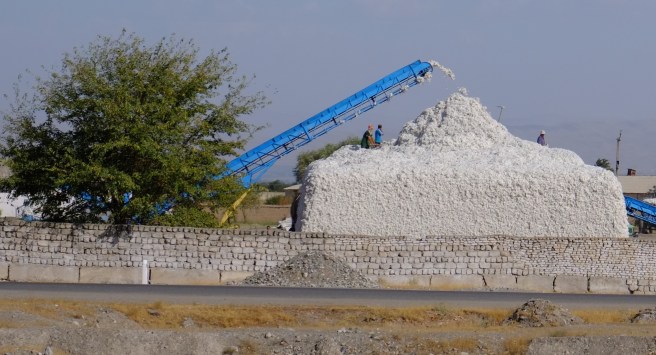 Time for the cotton harvest