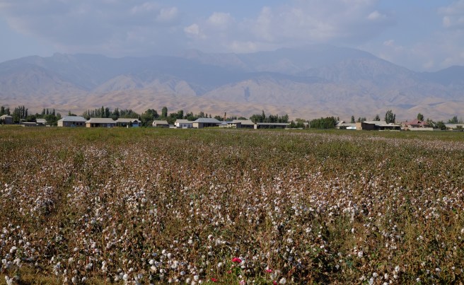 Cotton fields