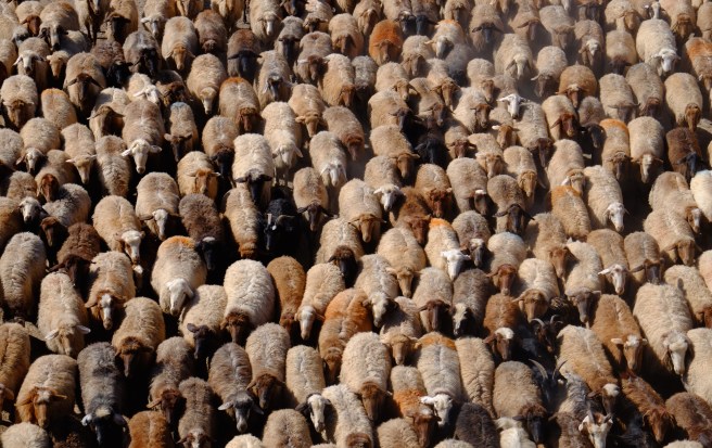 Where is the black sheep?