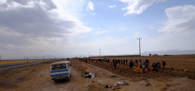 Potato harvest - there is clearly no lack of workforce