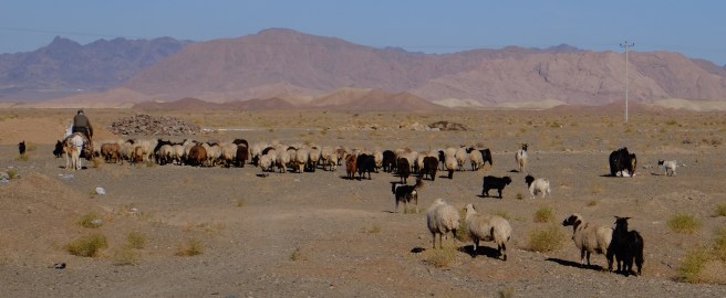 There is still some life in the desert