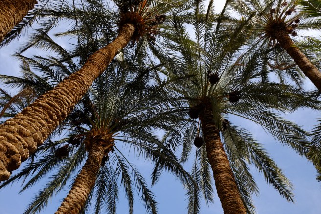 The gardens of Tabas