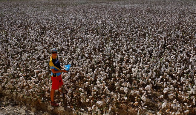 More cotton harvesting...handy filling for our little self-made mascots