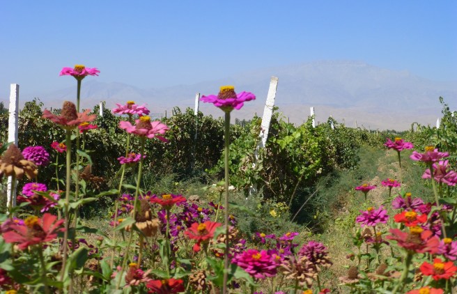 Flowers growing in unison with grapes