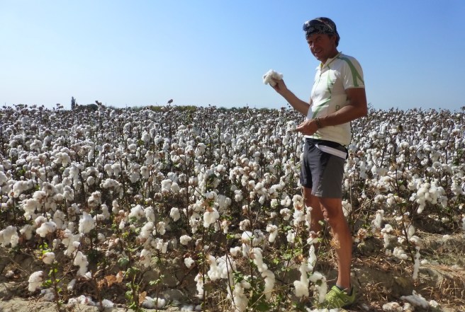 Cotton after cotton field