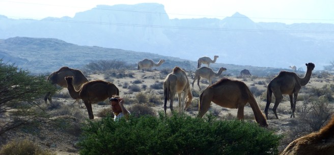 A lot of camels
