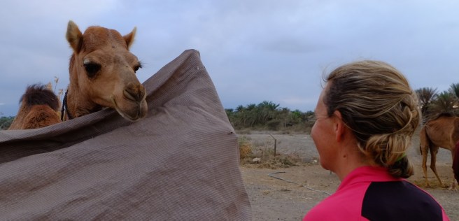 At a small camel farm of one of Faris' friends