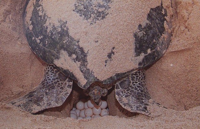 Turtle watching at night (for those who might be worried about the light: this is a photo of a postcard)