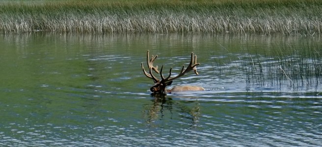 Yes, still some traffic